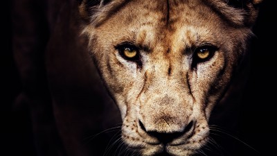 Faut-il privatiser les lions d'Afrique ?