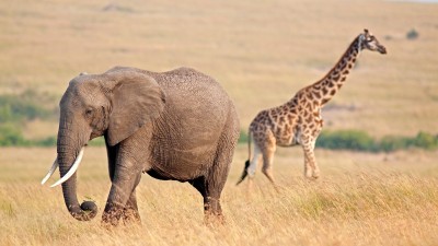 Intérêts économiques : les girafes et les éléphants peuvent souffler