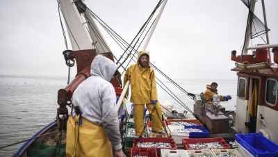 Brexit : ces poissons que les pêcheurs français ne peuvent (quasiment) plus pêcher