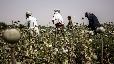 Afghanistan : pourquoi les talibans ne renonceront (sans doute) pas à l’opium
