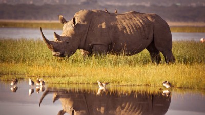 Afrique : l’astuce de la Banque mondiale pour protéger les rhinocéros 