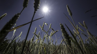 Le climat est-il le seul responsable de la baisse des rendements agricoles ?