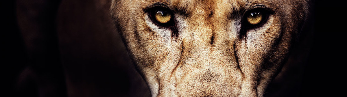 Pour sauver les lions d’Afrique, faut-il les privatiser ?
