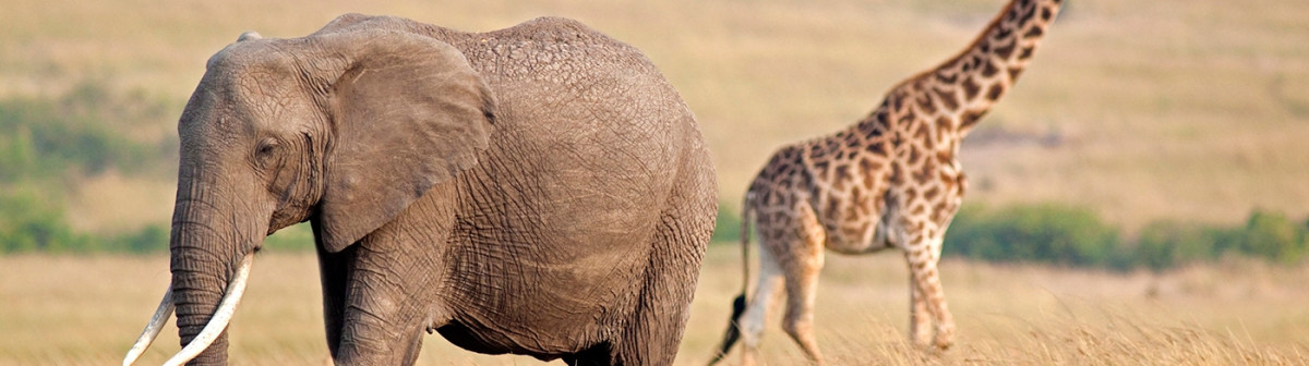 Intérêts économiques : les girafes et les éléphants peuvent souffler
