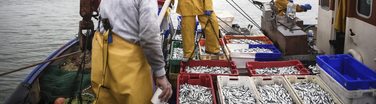 Brexit : ces poissons que les pêcheurs français ne peuvent (quasiment) plus pêcher
