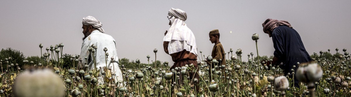 Afghanistan : pourquoi les talibans ne renonceront (sans doute) pas à l’opium
