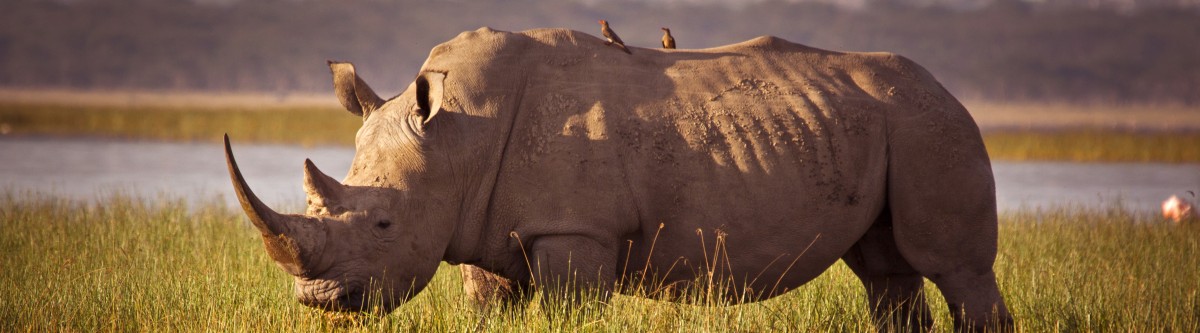 Afrique : l’astuce de la Banque mondiale pour protéger les rhinocéros 
